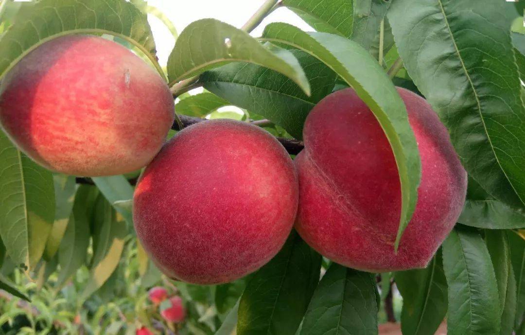 铜梁这里的贵妃红香桃可以采摘啦,去前必看这些福利.