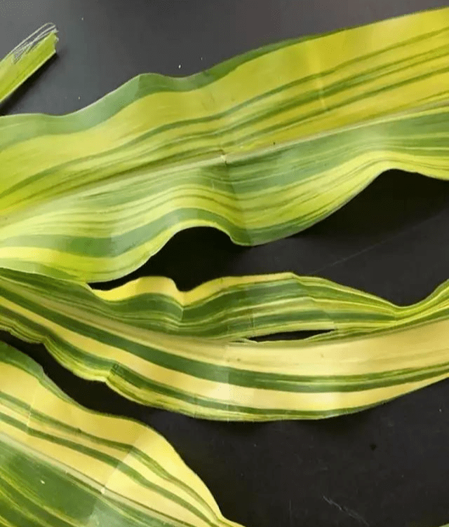 玉米苗期叶片发白如何辨别