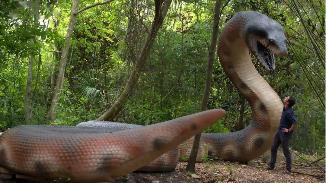12米长,体重1吨的蛇竟然真的存在过!