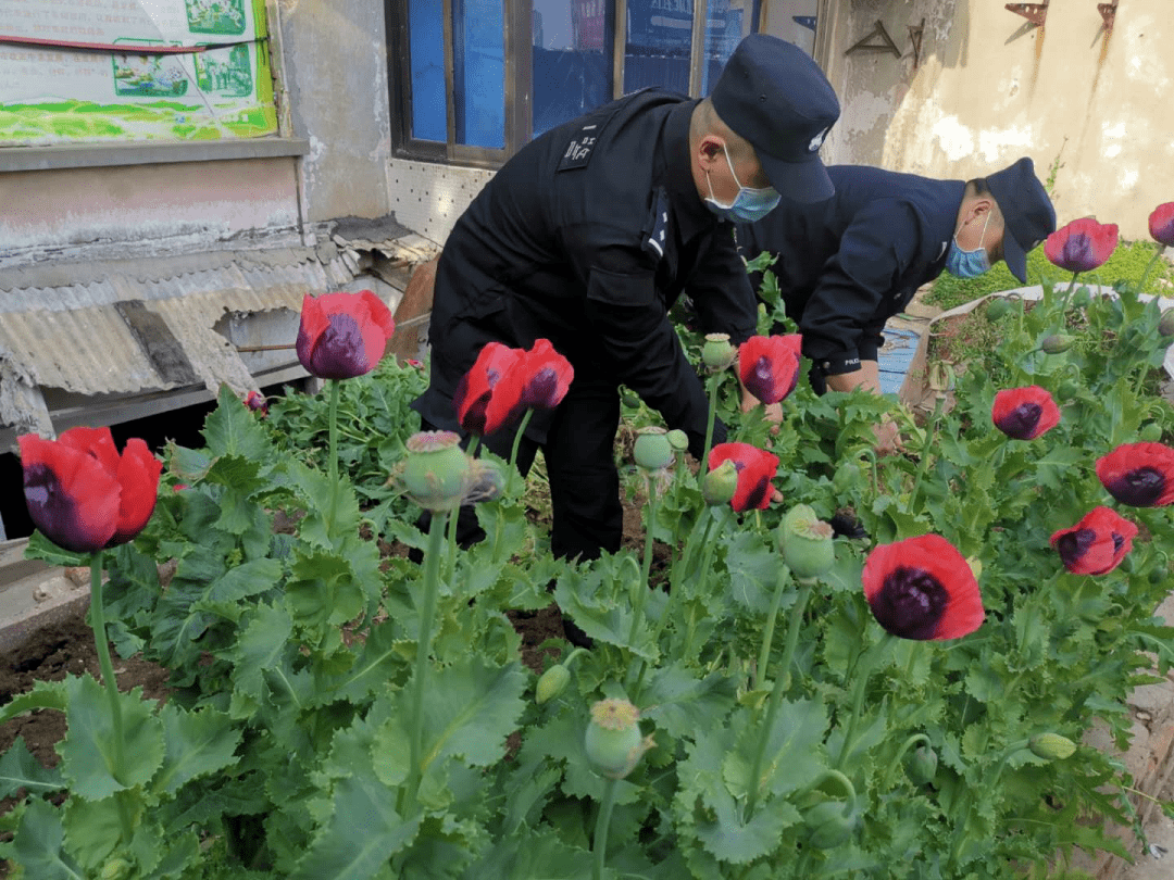 文昌阁附近一居民楼楼顶 有人种植罂粟 经清点 两片共有罂粟约200株
