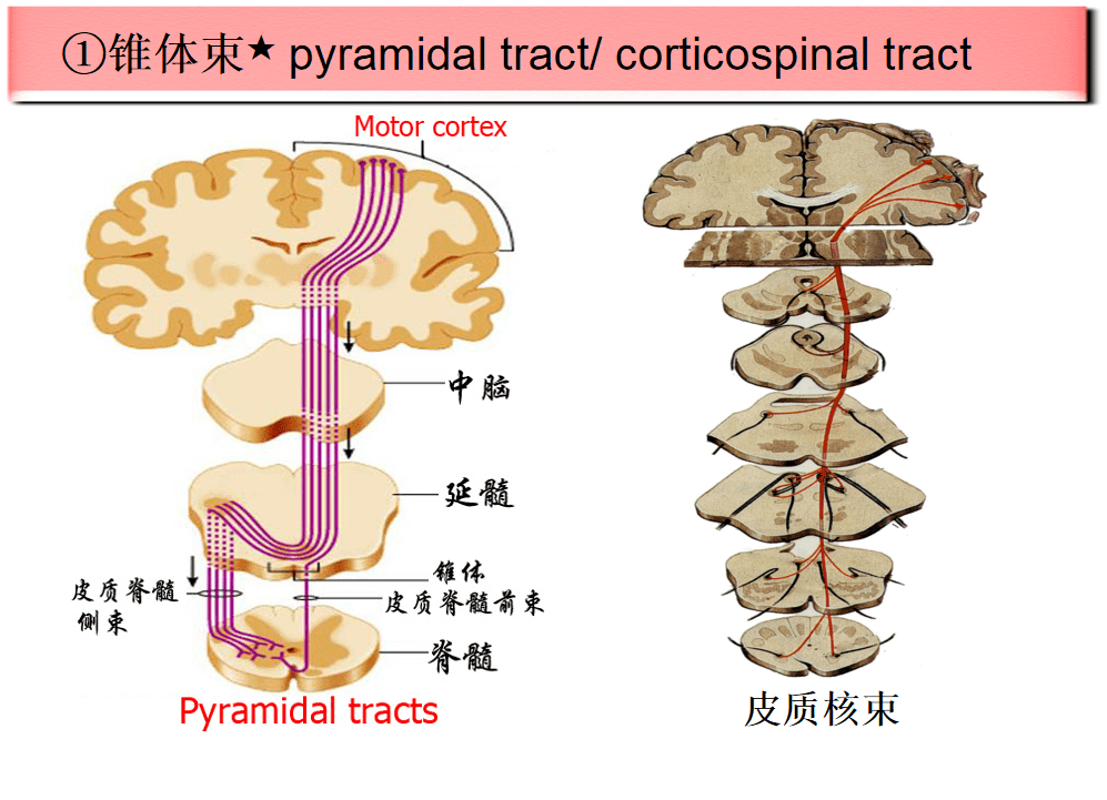 锥体束传导图片