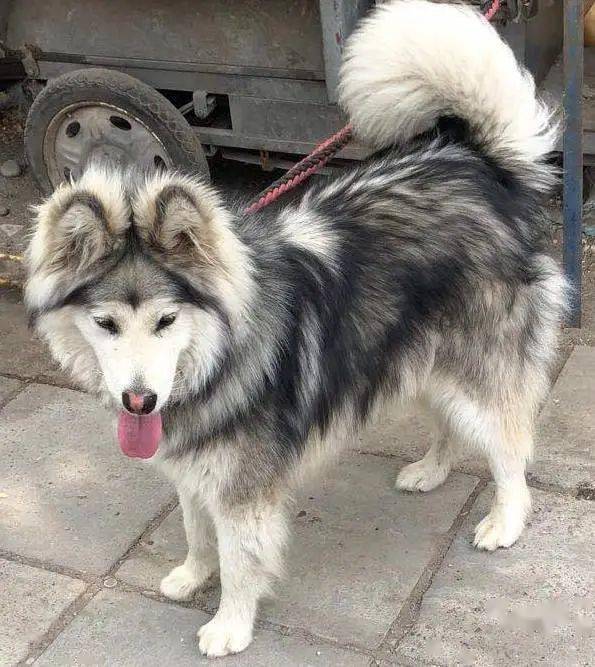 阿拉斯加是被人遗弃的,灰白色长毛,大型犬.性格超级好!