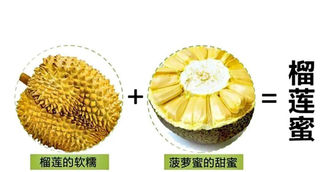 菠萝蜜和榴莲图片对比图片