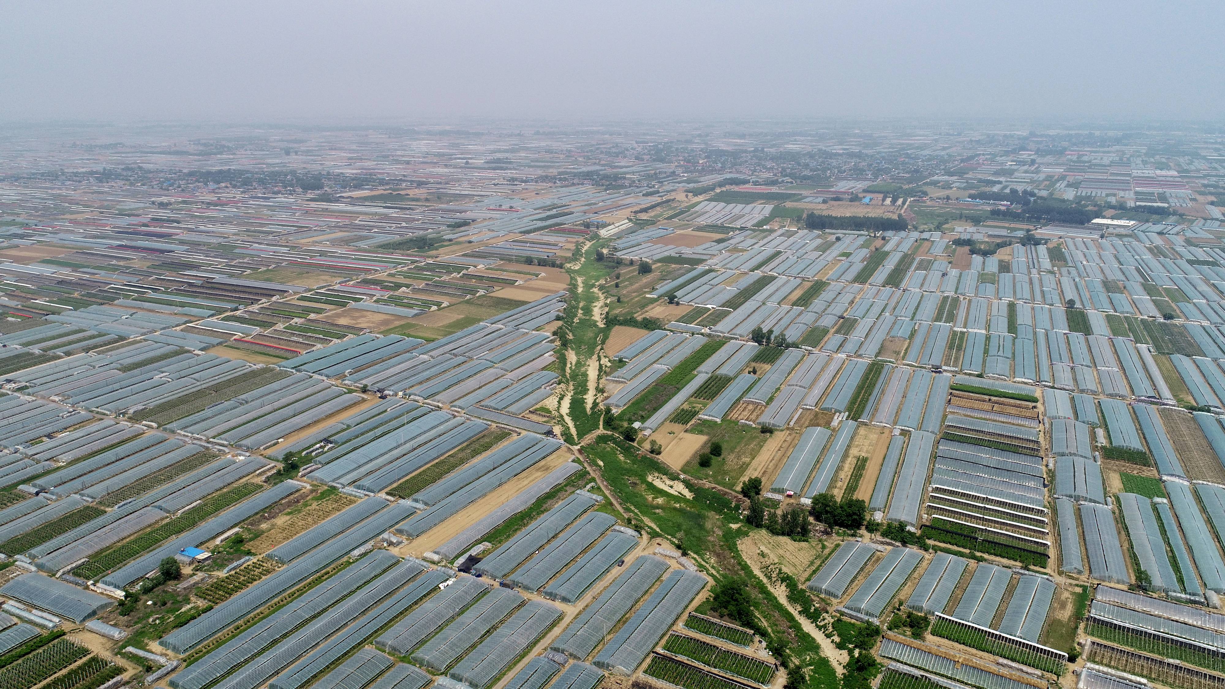 这是6月7日拍摄的乐亭县新寨镇设施鲜桃规模化生产基地(无人机照片)