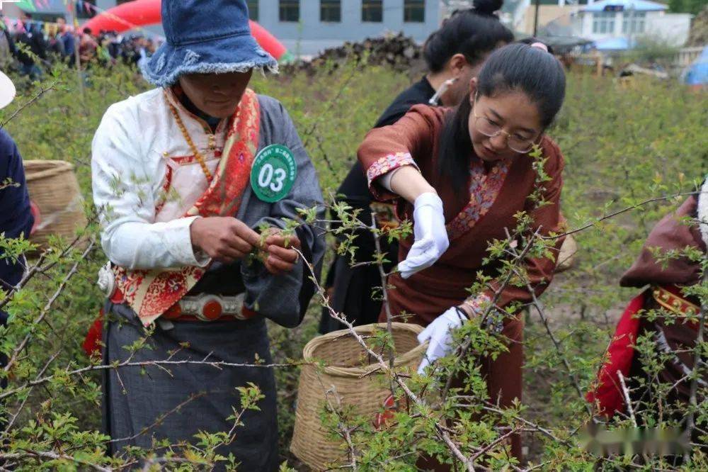 茶韻飄香助力脫貧三色班瑪舉辦第二屆藏雪茶採摘節活動