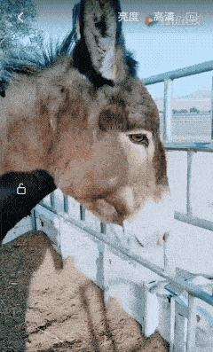 驴子太想念主人久别重逢后喜极而泣哭得像个委屈的孩子