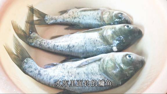 水库里面钓回来的鳙鱼客家大叔简单处理一下味道真香很下饭
