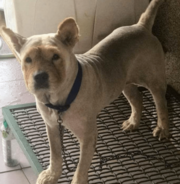 对松狮犬来说,有时候,爱也是一种负担啊……现实生活中,像这样给狗狗