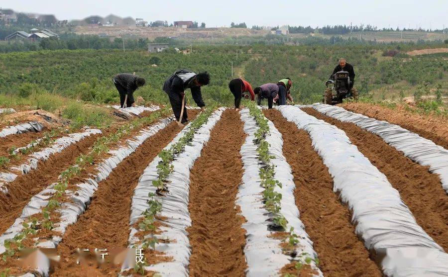 魂牵梦绕故乡情深一位文学博士笔下的泗水地瓜