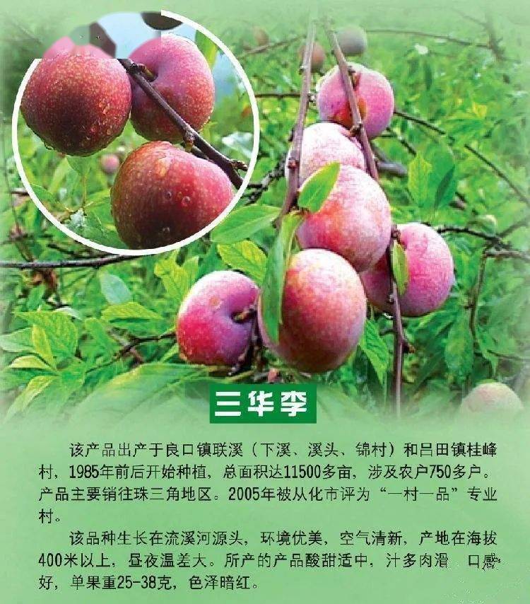 614丨徒步从化最美星溪线三华李入园任吃