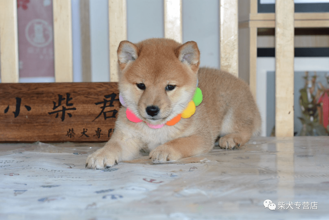 柴君家超萌柴犬欣赏