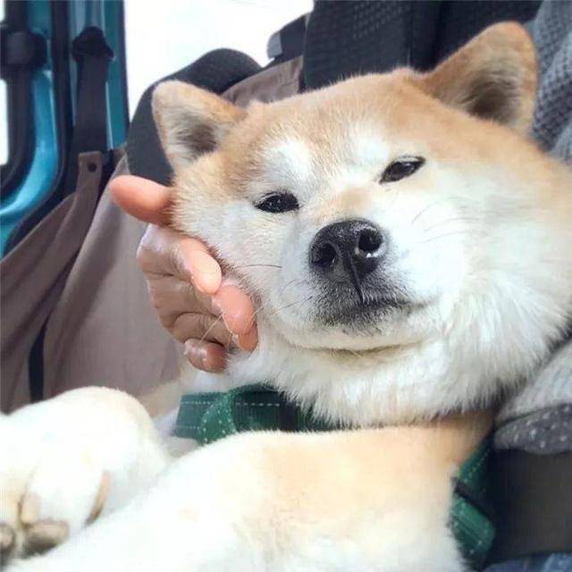 岁月是把杀猪刀5年柴犬变柴猪像不像减肥不努力的你