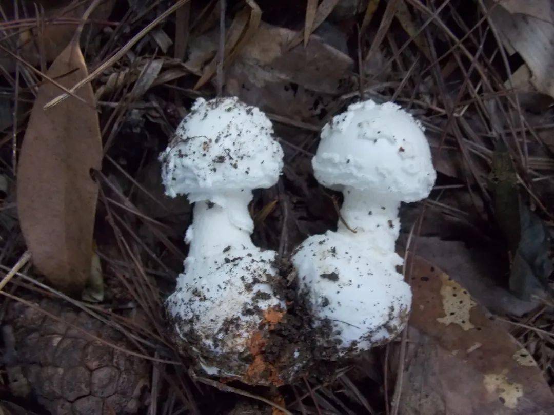 中国十大剧毒蘑菇图片