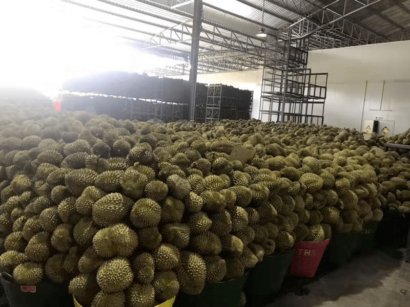 被催着上架的a级榴莲来了果肉似凝脂气味如奶香