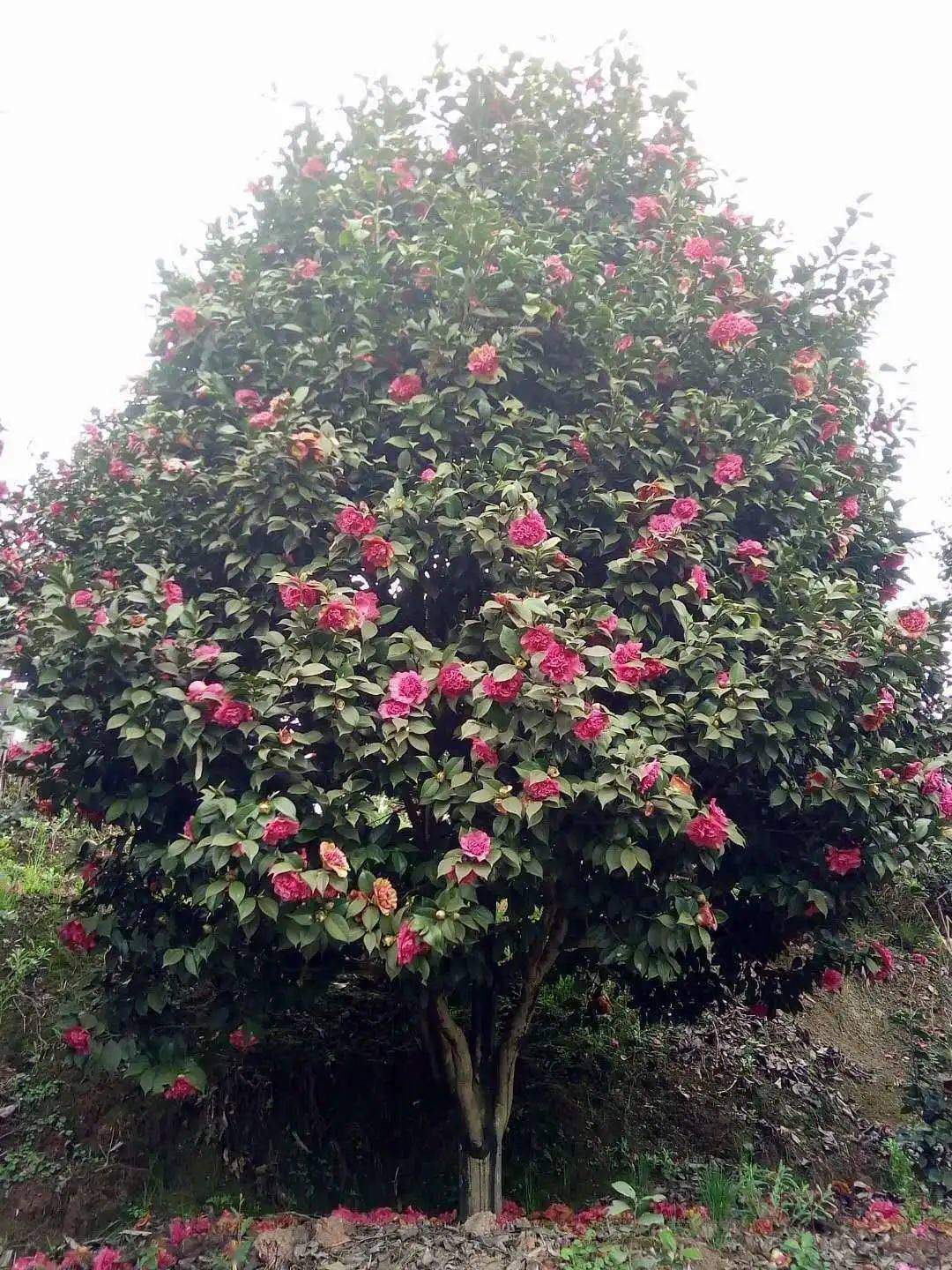 四季红山茶花(四季红山茶花叶子尖干枯原因)