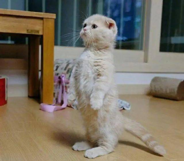 小猫直立站在卫生间一动不动主人好奇去查看结果辣眼睛了