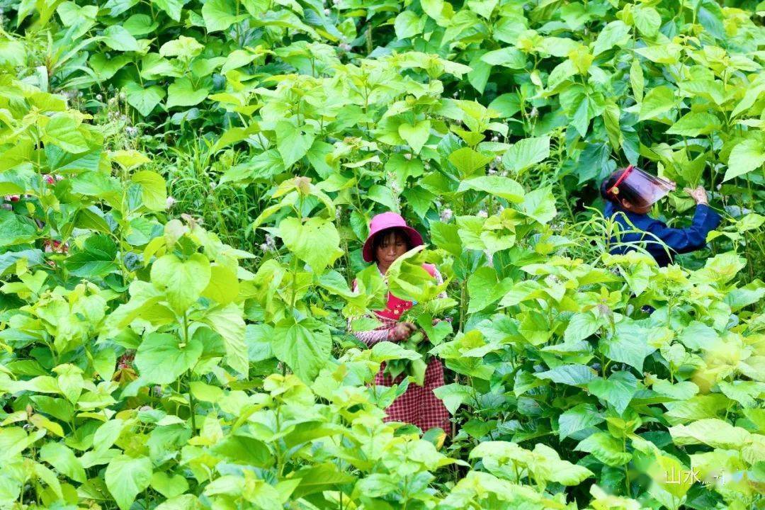 每天平均有100人在务工,每天可采摘30000斤左右的桑叶供应到蚕房里