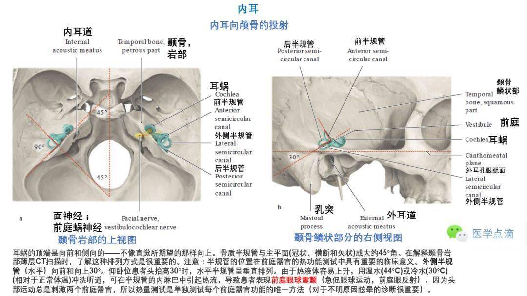 影像解剖丨外耳,中耳,內耳解剖