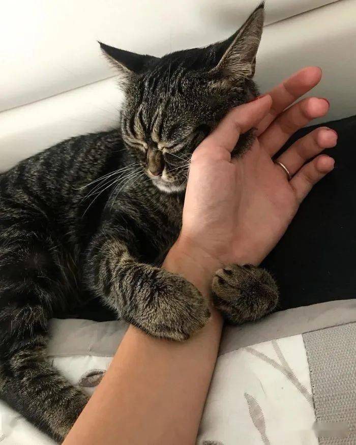 by/ins/grumpy_kitzia眼睛被弹弓打伤的猫