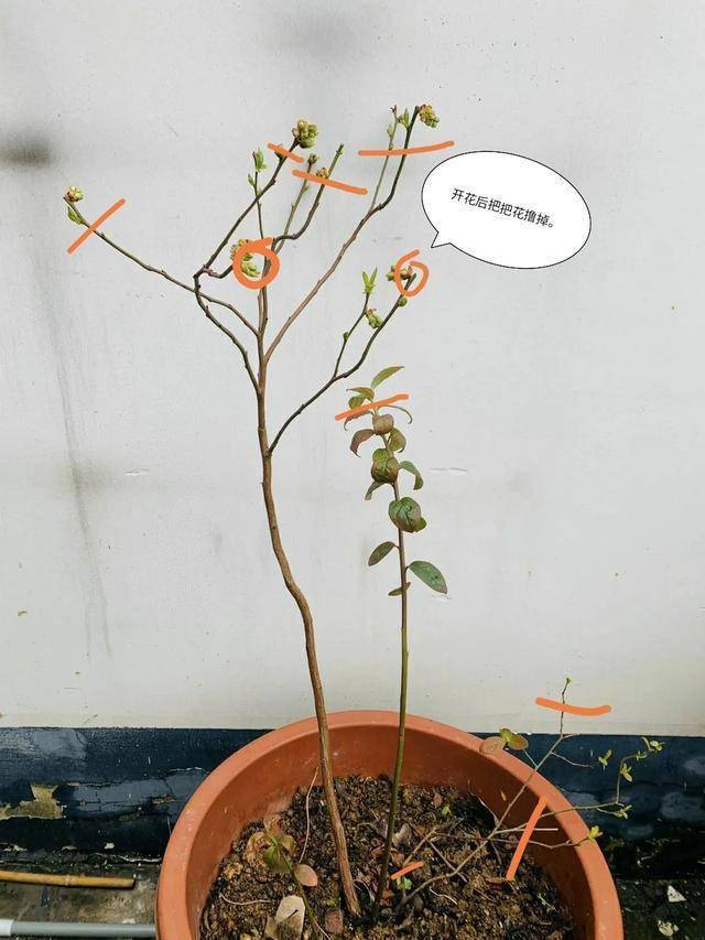 蓝莓定植后,一年左右,只要环境合适,一般都会开花结果.