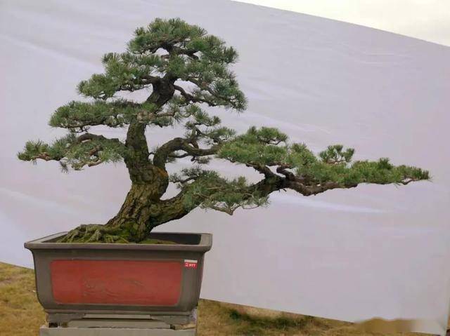 粤北盆景金奖作品欣赏