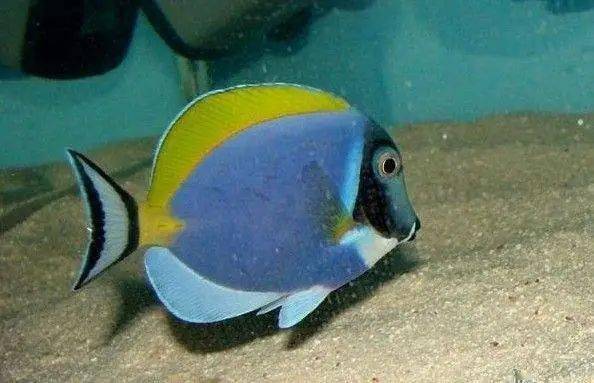 每日一鱼 | 粉蓝倒吊:全身粉蓝色或浅蓝色