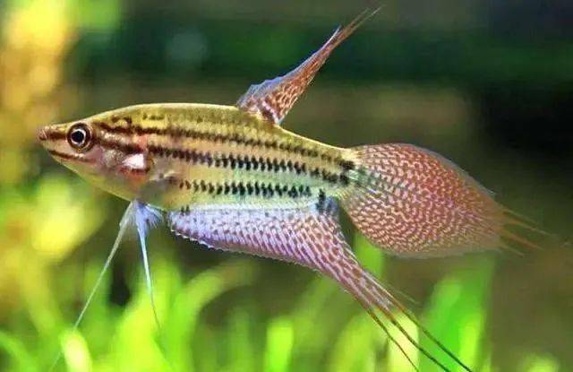 会在鱼缸中发出叩,叩,叩声响的鱼——小叩叩鱼