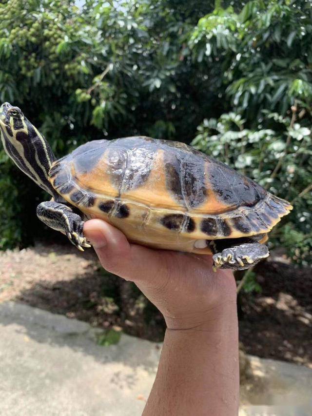 纯腹火焰龟的基本介绍