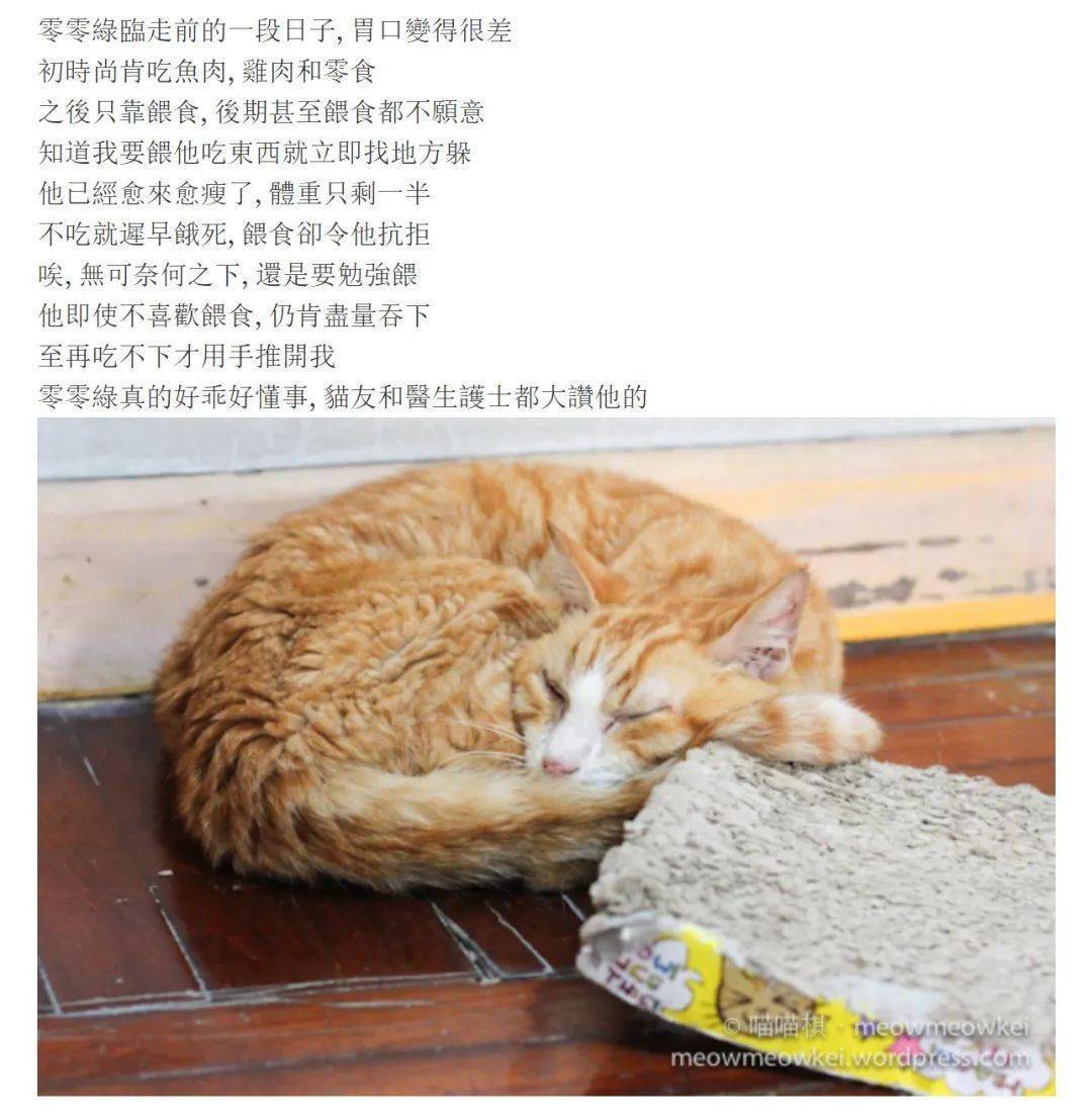 猫 求你快带我去医院吧 太疼了 猫咪