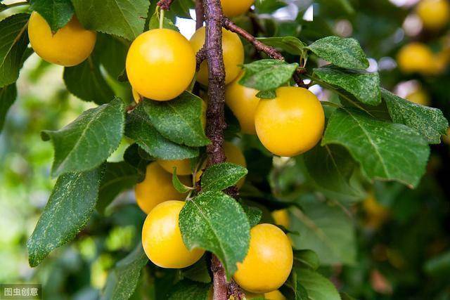 4首唐宋古诗词阴晴不定的夏天连雨不知春去一晴方觉夏深