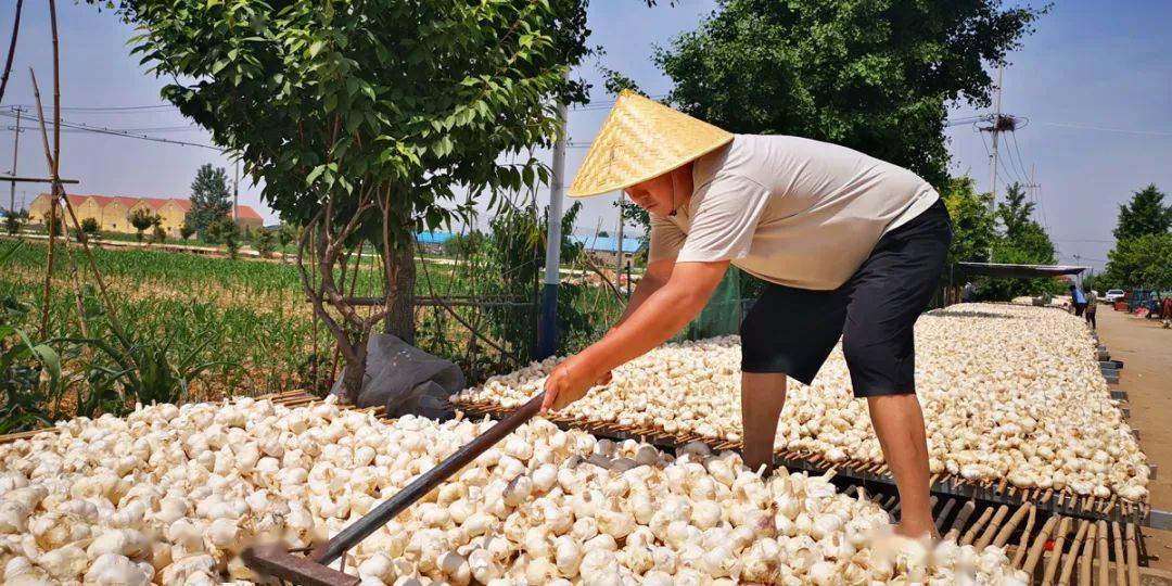 眼下,正值大蒜的晾晒时节,房前屋后不乏村民们对大蒜进行初步加工的