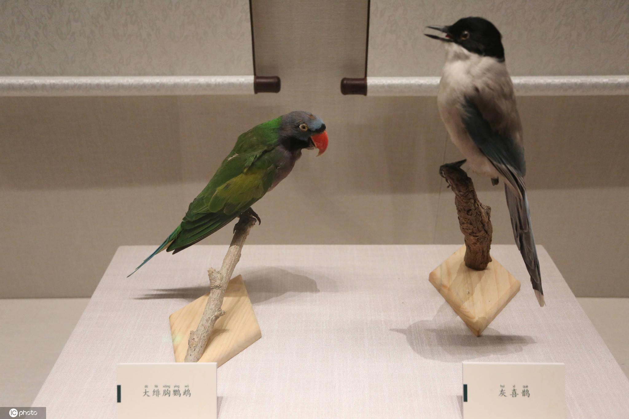 "飞羽之美"鸟类科学艺术展开展 129件鸟类标本展出