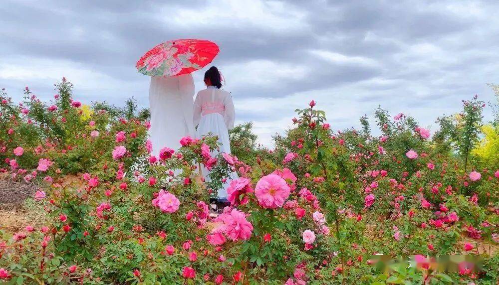 丰花六月,让我们相约营口芙蓉山,漫步于鸟语花香的丰花月季花海之间