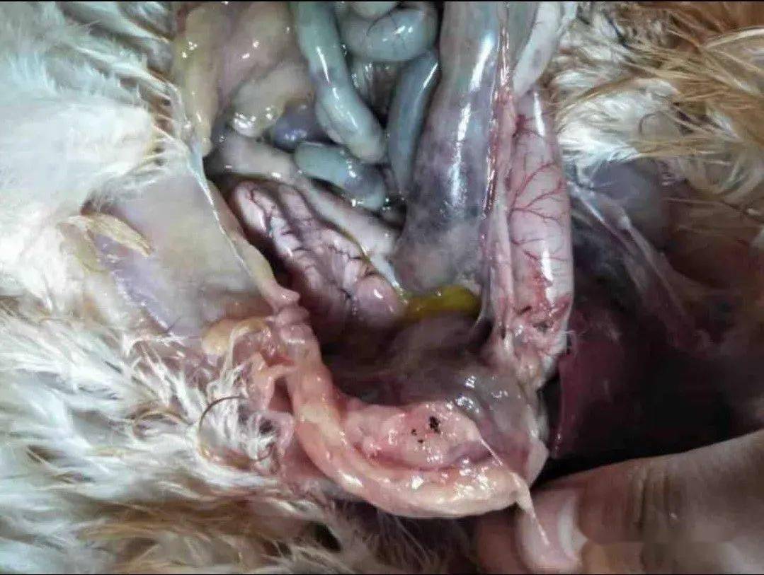 鸡坏死性肠炎症状图片图片
