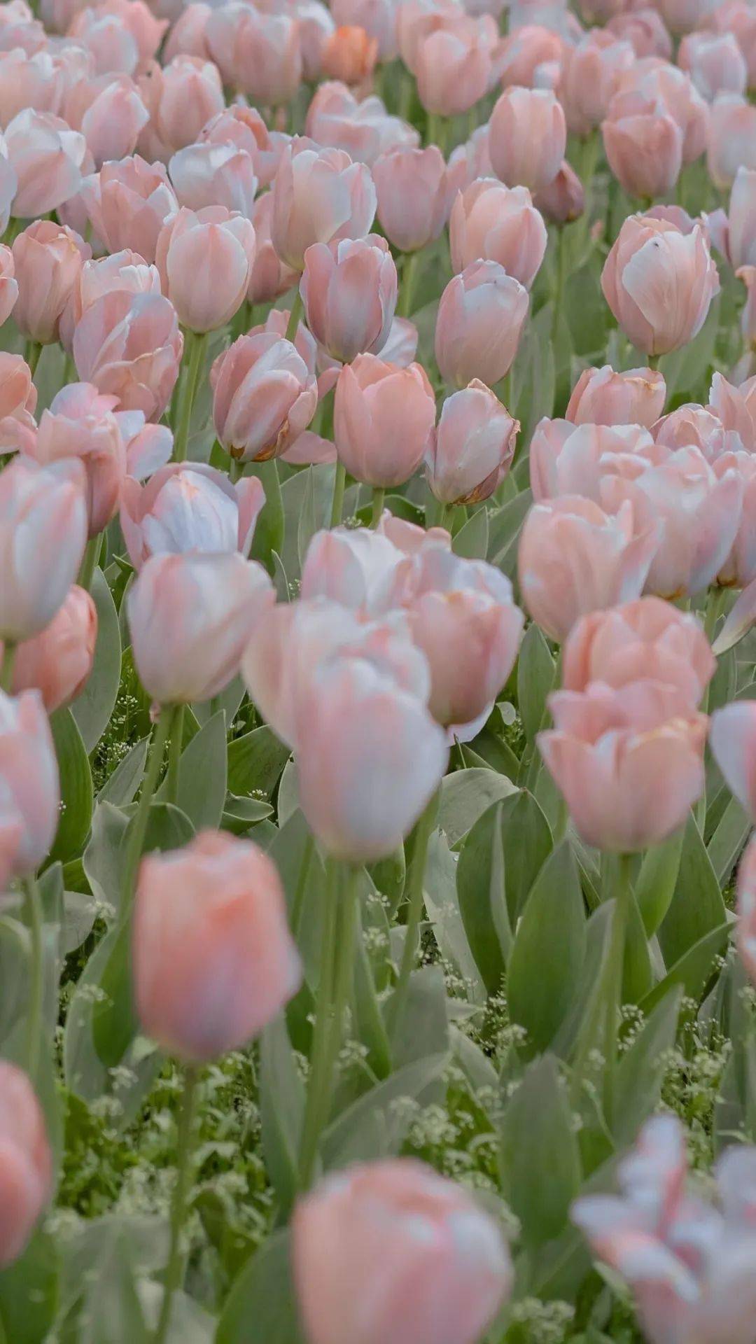 1679期手机壁纸抖音壁纸潮图