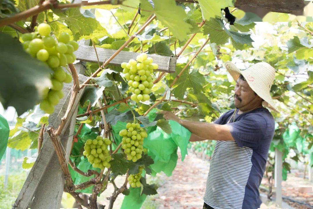 解锁夏日甜蜜位于吕巷水果公园的葡萄王国开张了现在就能采