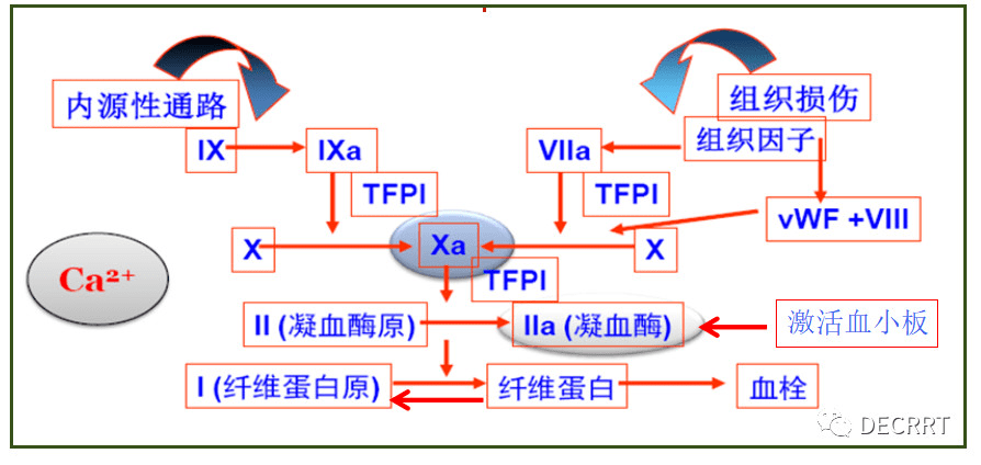 枸橼酸抗凝在重症血液净化中的应用