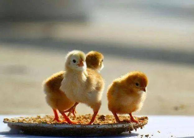 李顺堂ll鸡娃死了