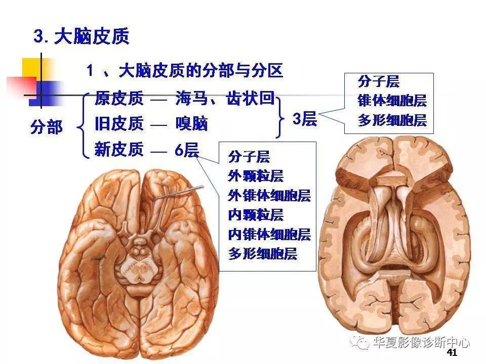 【基础知识】端脑的详细解剖大全-搜狐大视野-搜狐新闻