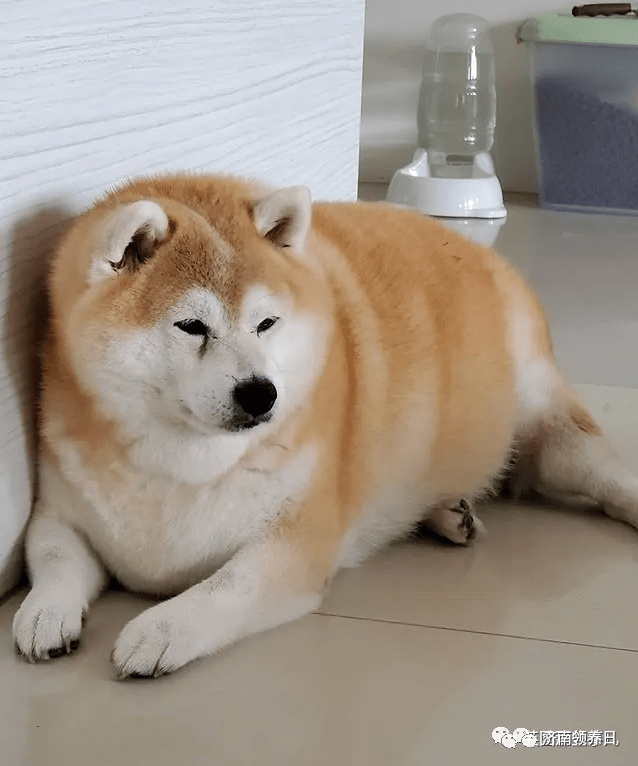 每天只吃一顿饭却仍然浑圆如猪,这只胖柴犬,可爱得让人心疼啊~_moja