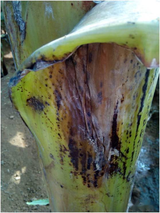 龙舟雨天气谨防香蕉黑杆病大发生