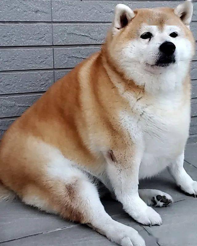 每天只吃一顿饭却仍然浑圆如猪这只胖柴犬可爱得让人心疼啊