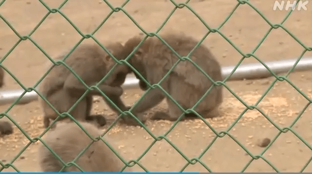 日本动物园70只猴子集体出逃逃跑通道曝光