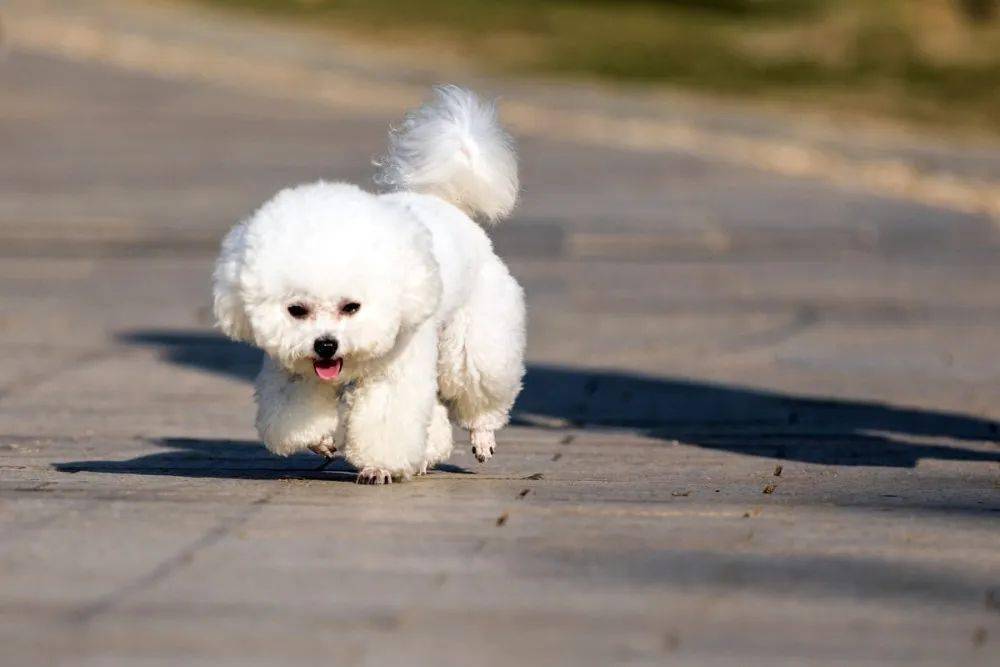 无比傲娇的流浪比熊,拒绝人类好意,她用一个月时间改变它