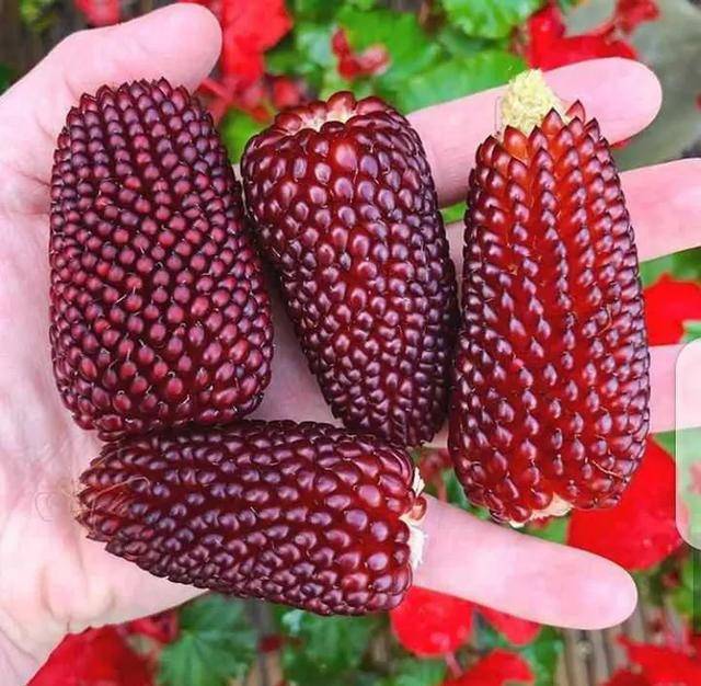 宇航员在太空的自拍照?