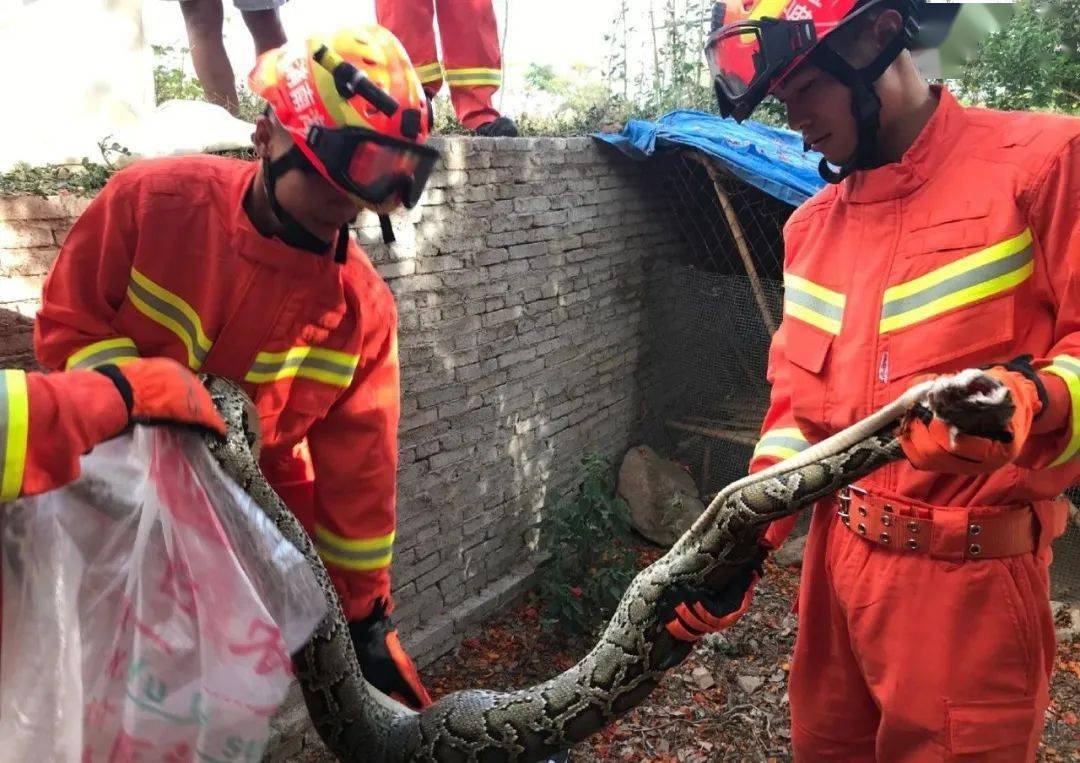 重达30斤消防员逮到偷鸡巨蟒