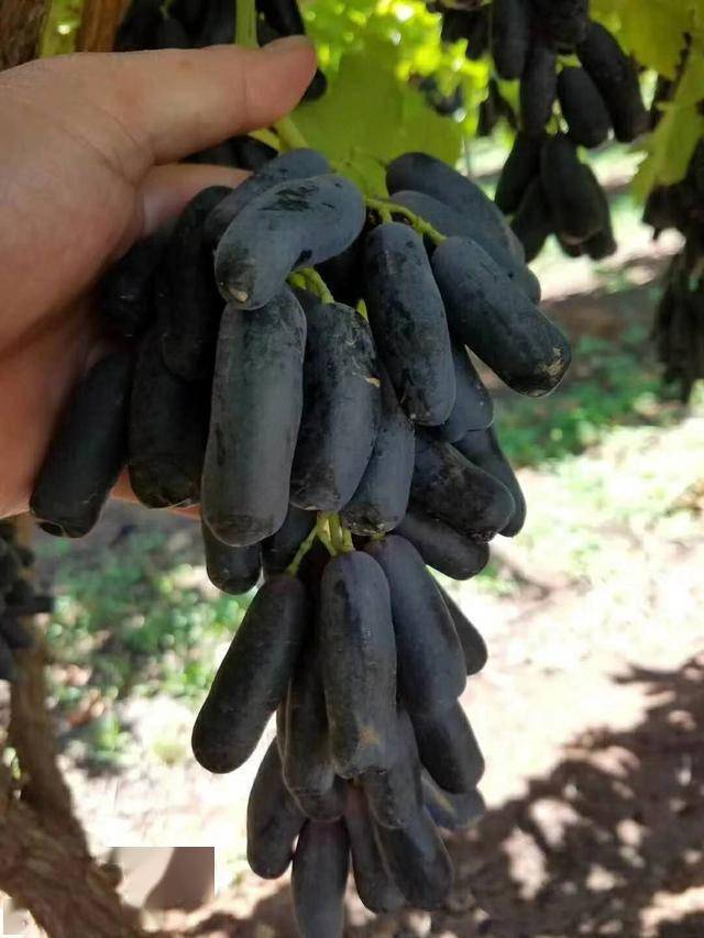 云南宾川明洪牌紫玉天珠葡萄熟了