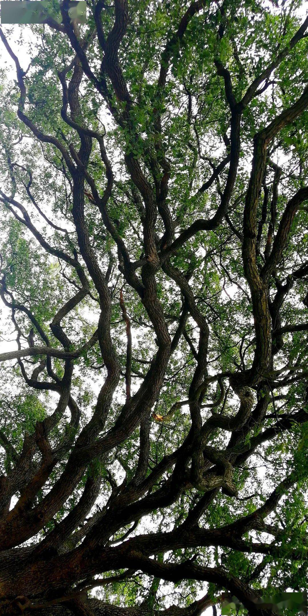 【走读全州】永岁大源秀水村有一棵罕见完美的伞形古樟_樟树