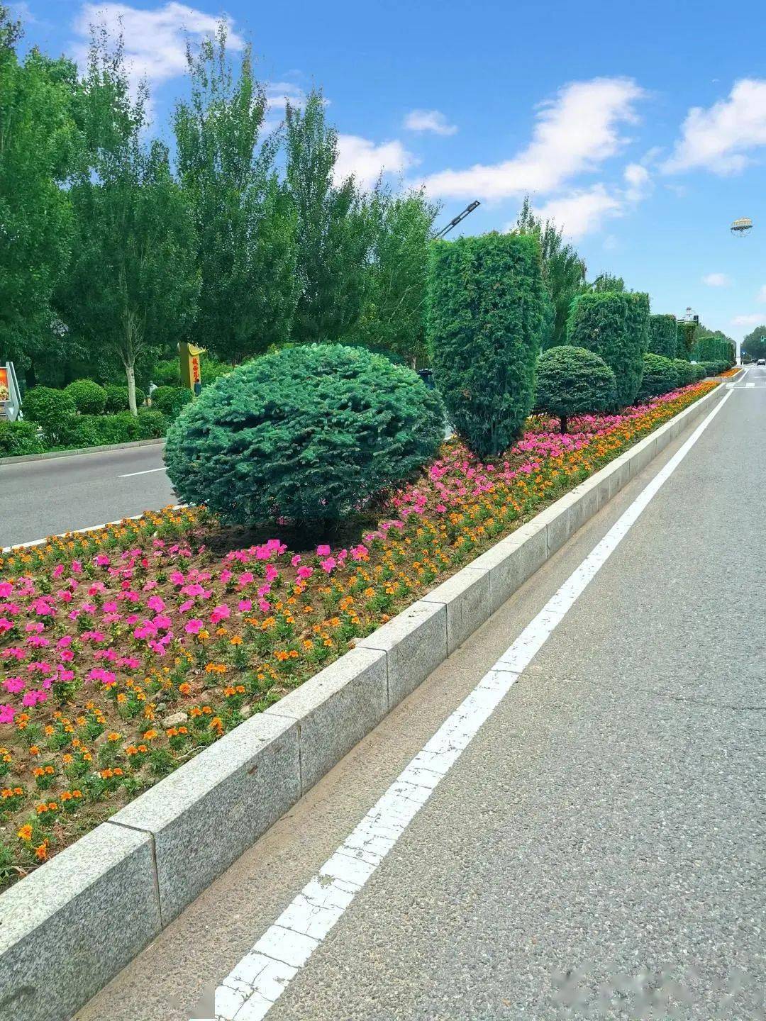 这条街路绿化跟往年不一样!