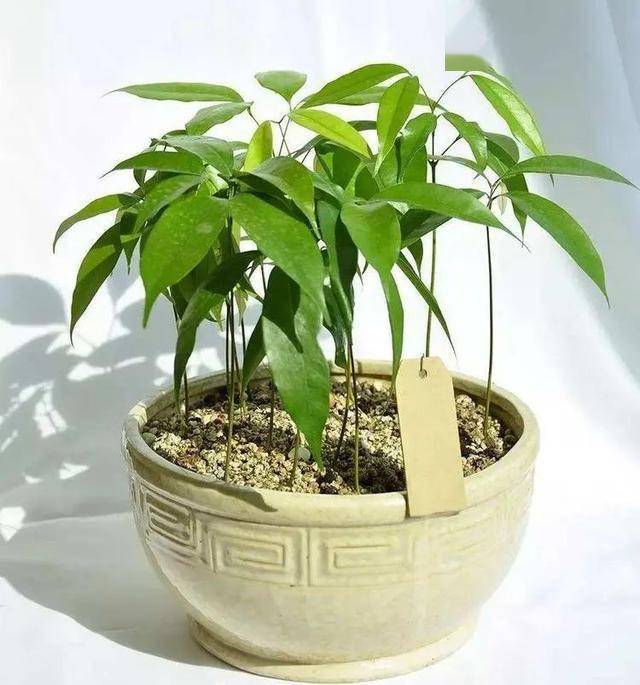 吃剩的荔枝核丢花盆里长出绿色小盆景100块钱都不卖